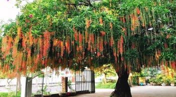 Người thuộc 2 mệnh này trồng cây lộc vừng là có lộc, gia đạo hưng thịnh