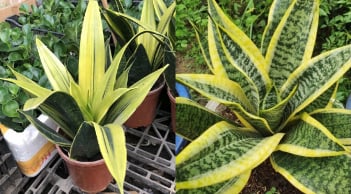 Cây lưỡi hổ hút tài lộc nhưng đại kỵ với người thuộc 2 mệnh này