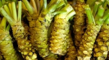 Loại cây gia vị quý hiếm có lá giống rau má, gọi là 'củ cải', giá hơn 6 triệu/kg