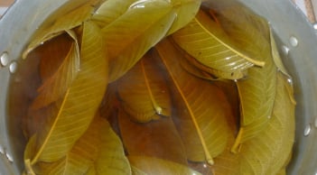 Nước lá ổi cực tốt nhưng đại kỵ với 5 nhóm người này