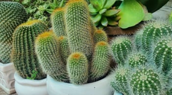 3 loại cây đặt ở cửa chính chặn tiền tài, gia chủ quanh năm nghèo khó