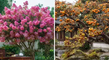 4 cây cảnh phúc lành nên trồng trong nhà: Vừa lọc sạch không khí, vừa kích hoạt tài lộc và may mắn