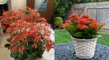 Cây lá xanh hoa đỏ từng xuất hiện ở mọi nhà: Nay trở lại như “bùa may mắn” hút tài lộc mạnh mẽ