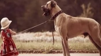 Đừng quá tốt với người, đừng cho chó ăn quá nhiều - Lời dạy quý báu của tổ tiên về cách ứng xử