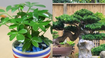 Loài cây siêu dễ trồng, ‘dễ chiều’ hơn kim tiền 100 lần, đặt đâu cũng hút lộc vào nhà