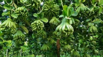 Người giàu thường trồng 5 loại cây “hút của” này, nhà có một cây phúc khí và tài lộc tự đến