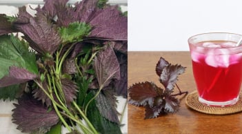 Nước lá tía tô tốt nhưng phải biết: thời điểm 'vàng' phát huy hiệu quả và thời điểm không nên uống