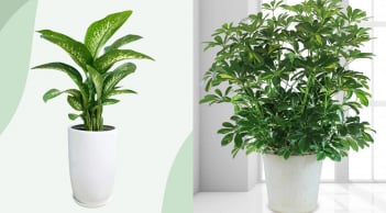 Trong nhà đặt 3 loại cây này: Tài lộc đổ về ào ào, gia chủ làm đâu thắng đó