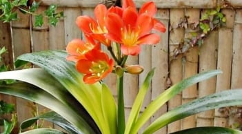 Loài cây “dễ chăm” hơn kim tiền 100 lần: Trồng đâu xanh đó, hút may mắn và tài lộc về nhà