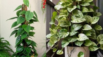 Trồng cây trầu bà cần nhớ những 'chi chú vàng' để tránh rước họa vào nhà