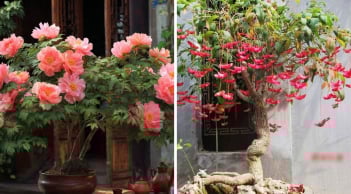 4 cây cảnh “bảo vệ nhà” sống trăm năm: Cha ông trồng con cháu hưởng phúc