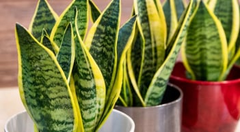 Cây Lưỡi Hổ cực hợp phong thủy, tuy nhiên trồng ở 2 vị trí này chỉ rước vận đen