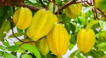 Có nên trồng cây khế trước nhà? Mệnh nào hợp trồng theo lời Tổ Tiên căn dặn