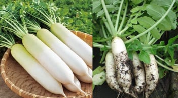 Củ cải trắng - công dụng 'vàng', thứ rau mùa đông giá rẻ nhưng được xem là quý như sâm