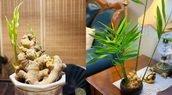 Đặt chậu gừng phong thủy ở 2 vị trí này, công việc hanh thông, lộc đến ào ào