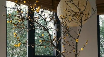 Nhà có 3 cây hoa này giống như được ướp hương, thu hút năng lượng tích cực, sự bình yên và tài lộc