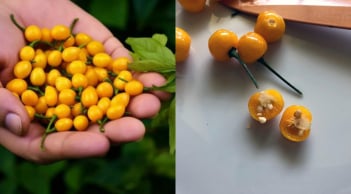 Việt Nam trồng thành công loại gia vị đắt nhất thế giới, giá lên tới 900 triệu/kg