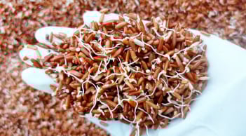 4 loại thực phẩm mọc mầm còn tốt hơn bình thường, nhiều người không biết đem vứt bỏ