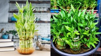 Người thuộc 2 mệnh này đặt cây Trúc Phát Tài lên bàn thờ, cuối năm cải vận, sang năm làm ăn thuận lợi