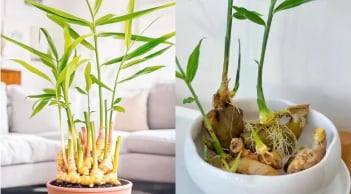 Thời điểm tốt nhất để trồng gừng phong thủy đón Tết, sang năm 2026 lộc khí phừng phừng