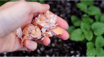 Vỏ trứng đừng vội vứt đi: Giữ lại làm việc này giúp bạn tiết kiệm được tiền triệu mỗi tháng