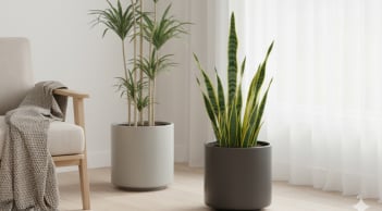 3 cây hành Thổ nên có trong nhà: Hút tài lộc, xua xui và khiến không gian bừng sáng