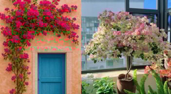 Bây giờ là 'thời điểm vàng' chăm sóc đúng cách để cây hoa giấy nở đúng dịp Tết âm lịch Bính Ngọ 2026