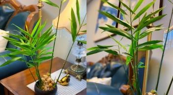 Cách trồng gừng phong thủy hợp với từng mệnh, hóa giải vận xui, hút tài lộc