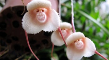 Người sinh vào 1 trong 3 tháng Âm lịch này, cực kỳ dễ giàu, muốn tránh cũng khó