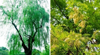 Người xưa dặn, 5 loại cây “âm tính” không nên trồng trong sân nhà tránh rước hoạ