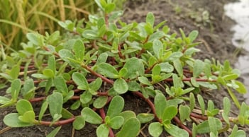 Rau dại mọc đầy ruộng Việt Nam bỗng “lên đời”: Trung Quốc gọi là rau trường thọ, trồng 30 ngày hái cả rổ