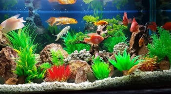 Trong nhà có 2 vật báu này, điều diệu kỳ sẽ đến với gia chủ