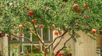 5 loại cây trồng sân vườn hợp phong thủy, mang lại vượng khí cho gia chủ