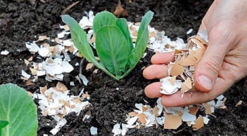 5 nguyên liệu nhà bếp cực tốt cho cây trồng, nhưng ít người biết