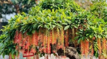 Người thuộc 2 mệnh này trồng cây lộc vừng trong sân, cây càng xanh càng mang lại đại phú đại quý