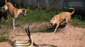 Những loài vật là khắc tinh của rắn, nuôi trong nhà rắn sợ tránh xa