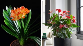 4 cây cảnh nhà giàu nào cũng thích trồng: Vàng óng của cải, đỏ rực may mắn trăm năm trường thọ