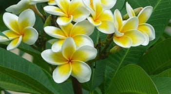 7 loại cây phong thủy cực kỳ thích hợp khi trồng ở khu lăng mộ, làm cho nơi an nghỉ mát mẻ, an lành