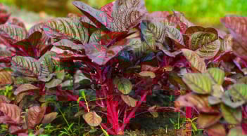 Ai cũng nghĩ rau dền lành tính nhưng ăn nhiều có 3 tác hại, không phải ai cũng biết