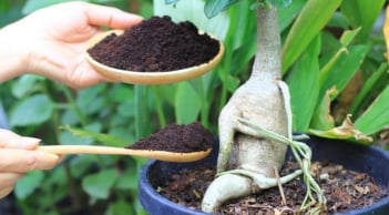 Cách dùng bã cà phê chăm sóc cây cảnh: 'Dinh dưỡng vàng' nhưng phải chú ý điều này kẻo hại cây