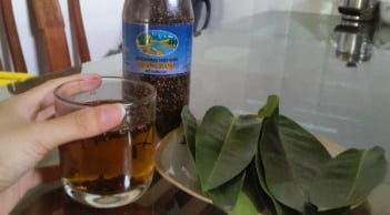 Cách hãm nước lá vối uống vào mát gan, thải độc