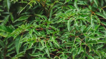 Cây đinh lăng hút tài lộc, người thuộc 3 mệnh này trồng là tốt nhất