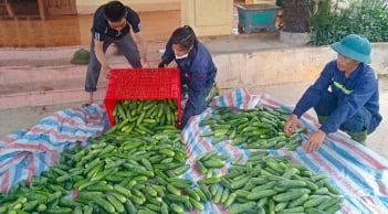 Dưa leo 'Tài Lộc' - giống dưa cho năng suất cao và chất lượng vượt trội, thích nghi tốt với vùng đất Mai Hoa