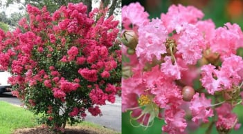 Loại cây tượng trưng thịnh vượng: Trồng một cây trong nhà, tài lộc kéo đến – lại có nhiều công dụng làm thuốc