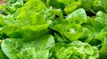 Rau xà lách dễ trồng, ít sâu bệnh, rau đặc biệt ngon khi trồng vào mùa lạnh