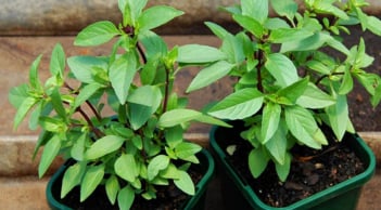 Trời lạnh, ăn rau húng quế giúp bạn thu về 5 lợi ích thiết thực cho sức khỏe