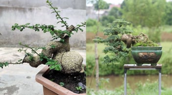 Cây cần thăng bonsai giá trăm triệu: Độc lạ, mang tài lộc và thăng tiến