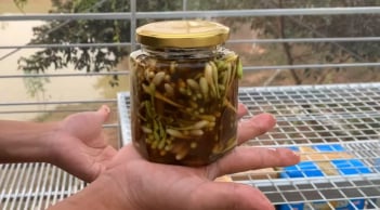 Hoa đu đủ đực ngâm mật ong cực tốt nhưng đại kỵ với 4 người này