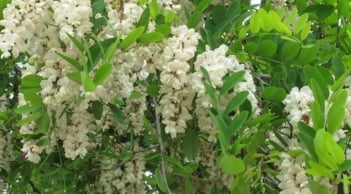 Phong thủy nhà ở: 3 loại cây như “két sắt giữ lộc”, chặt đi là mất hết tài lộc