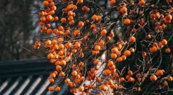 Top 5 loại cây trồng sân vườn hợp phong thủy, giúp gia chủ hút tài lộc vượng khí